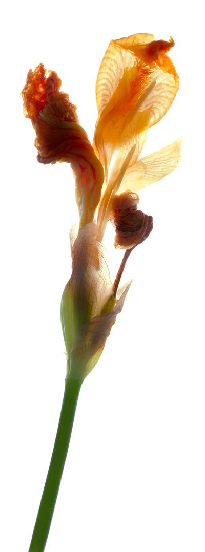 Iris Yellow, 2011 by Julia McLemore